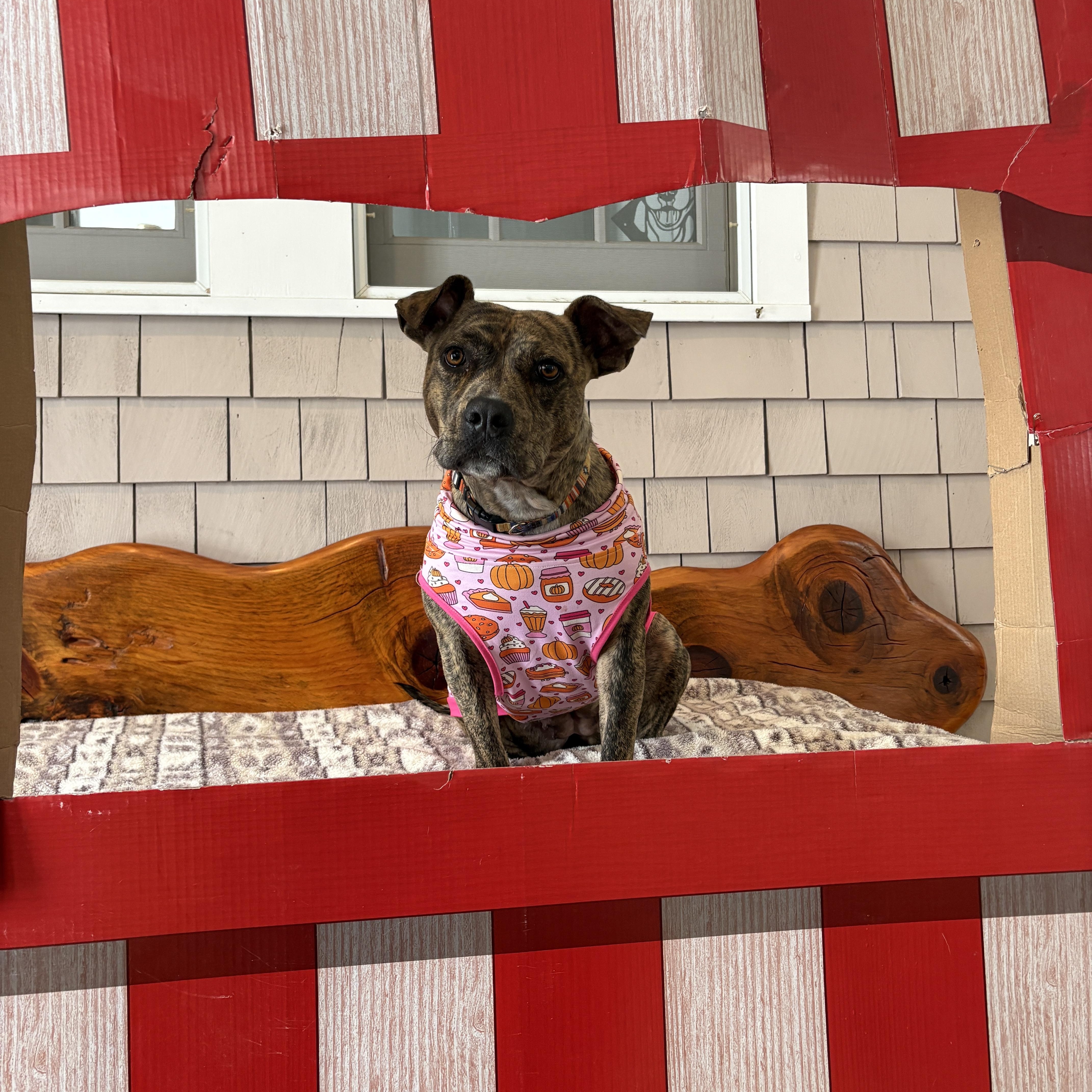 Tigger, a ADOPTABLE mixed breed in New Boston, NH image 2/6