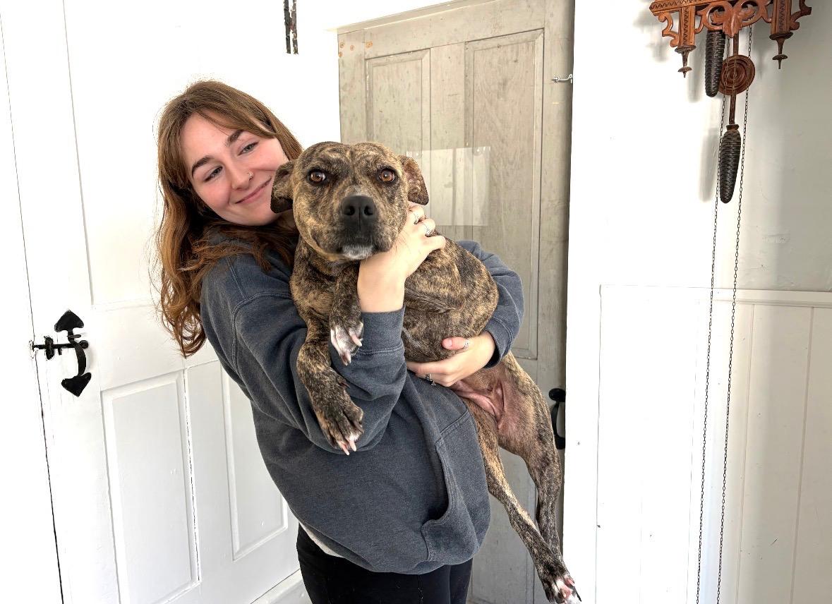 Tigger, a ADOPTABLE mixed breed in New Boston, NH image 5/6