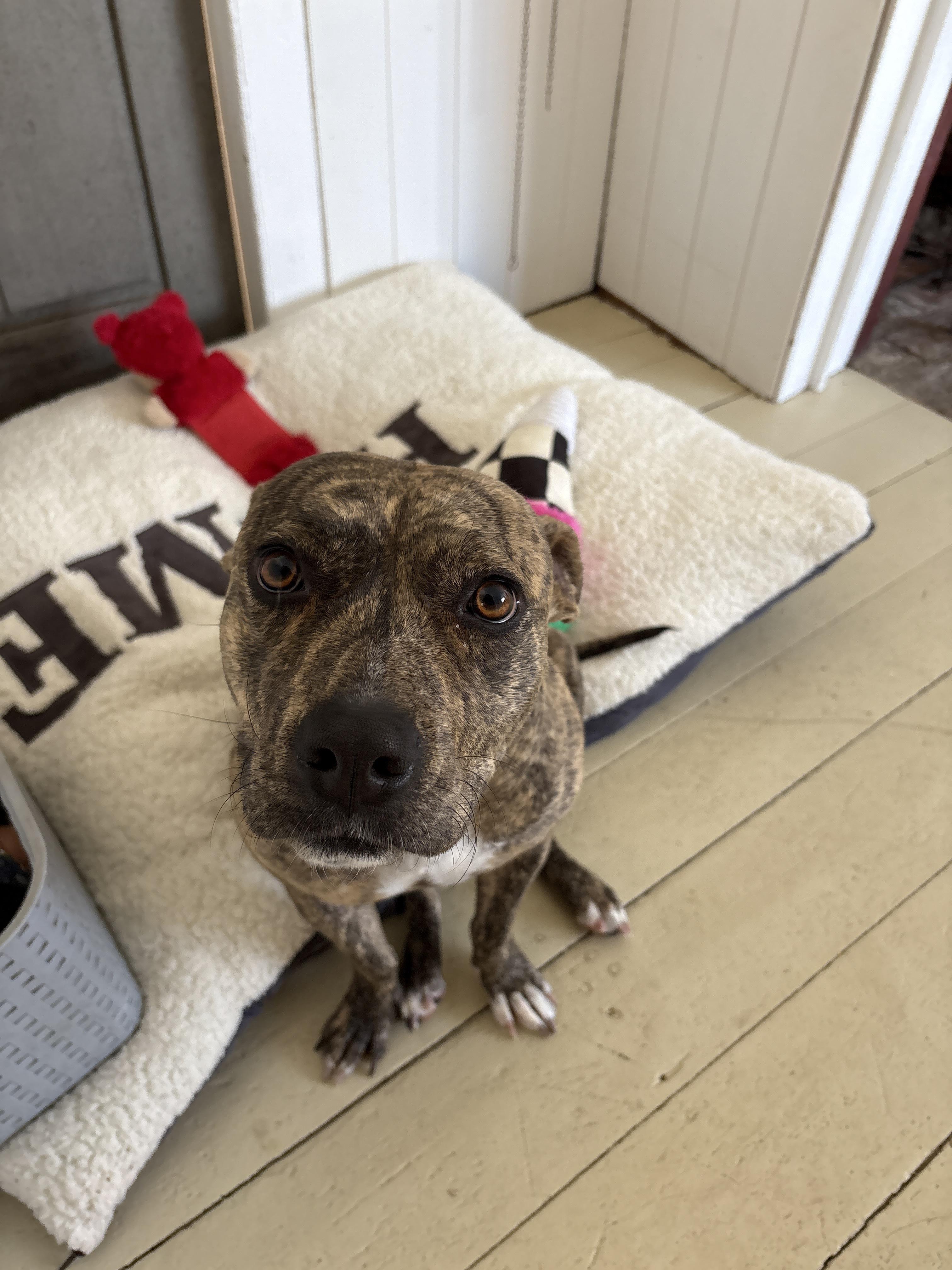Tigger, a ADOPTABLE mixed breed in New Boston, NH image 4/6