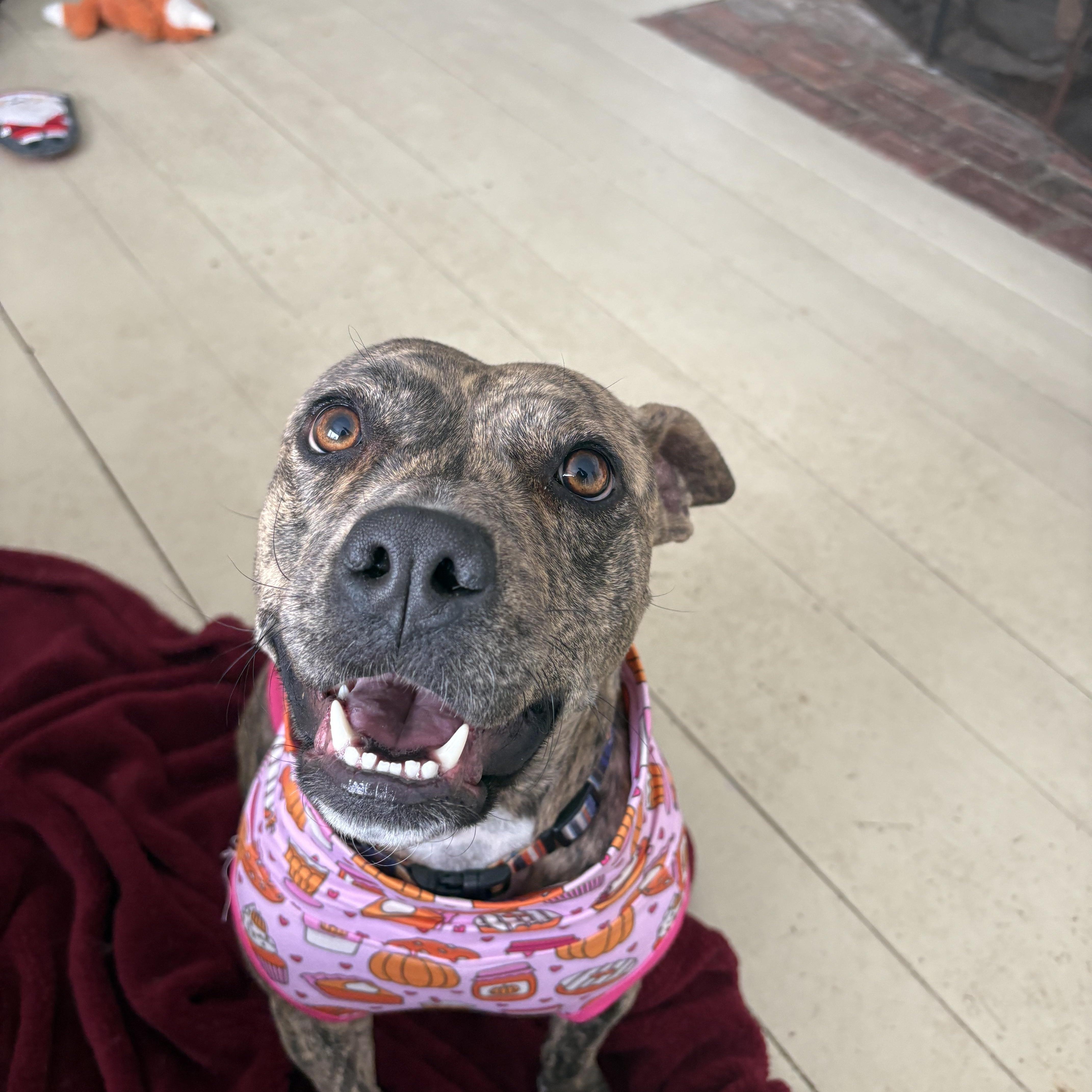 Tigger, a ADOPTABLE mixed breed in New Boston, NH image 6/6