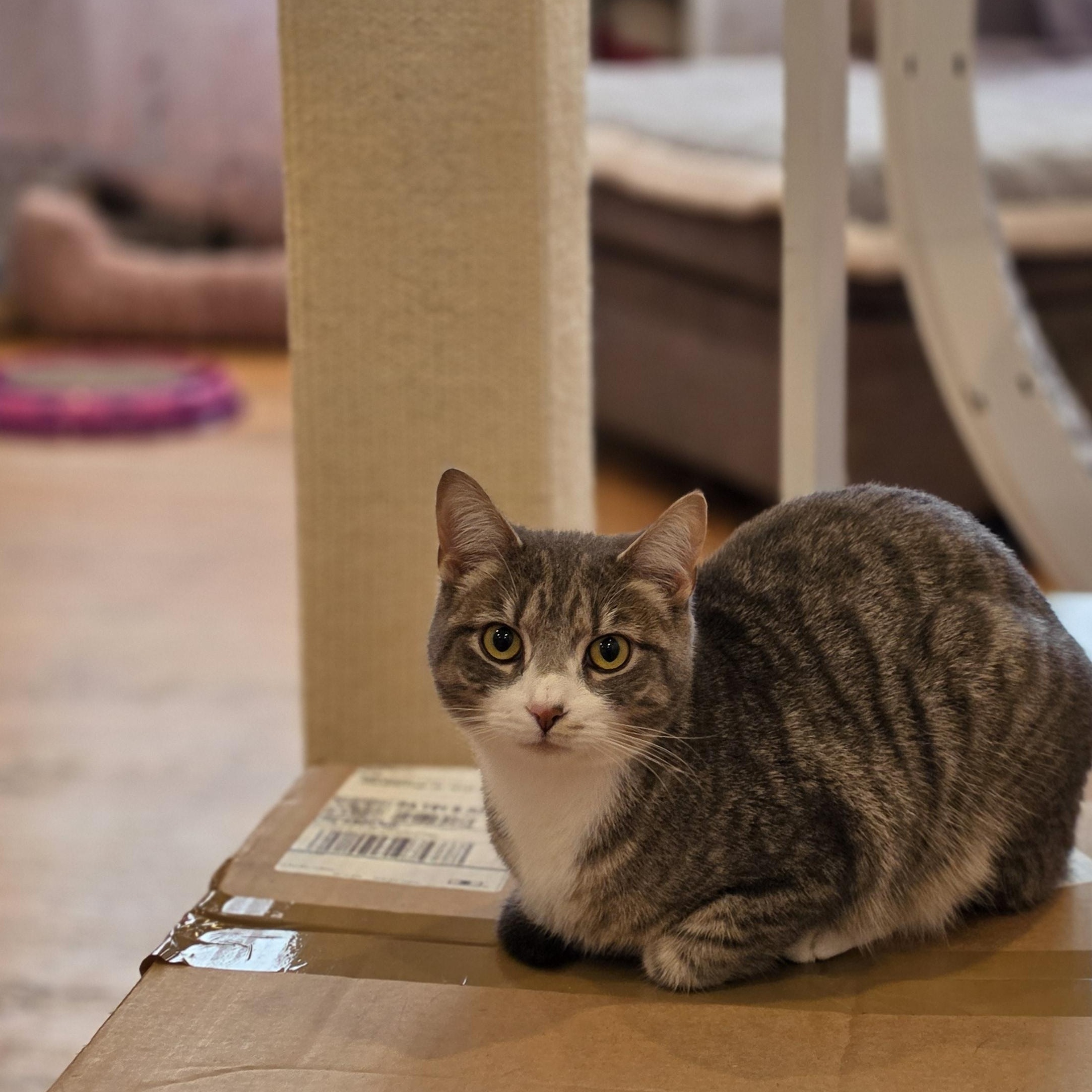 Sterling, a ADOPTABLE Domestic Short Hair in Philadelphia, PA image 3/6