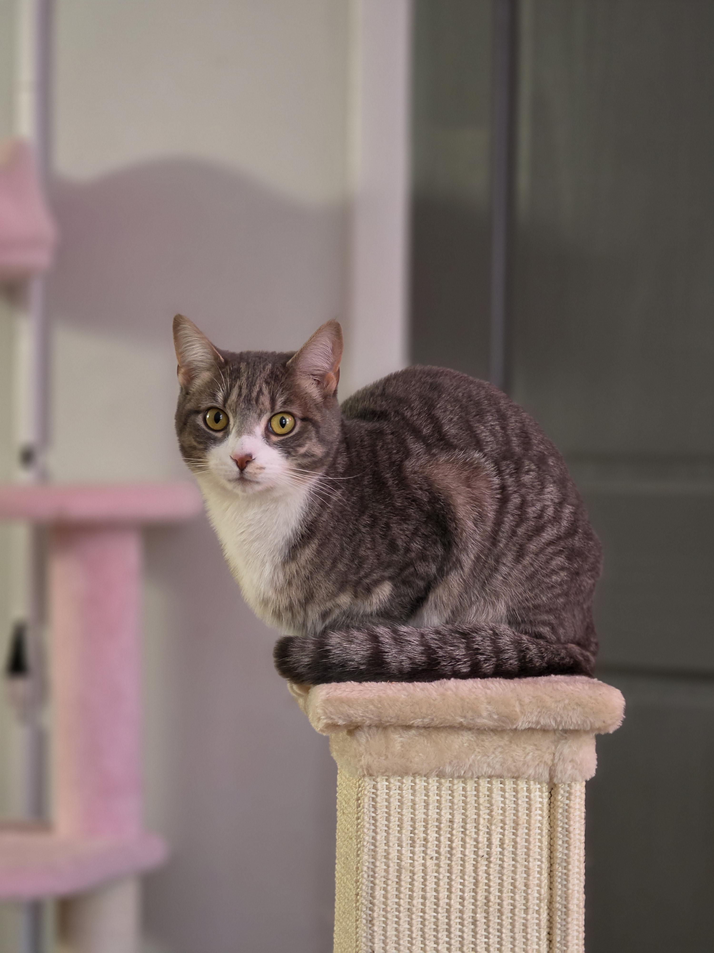 Sterling, a ADOPTABLE Domestic Short Hair in Philadelphia, PA image 5/6