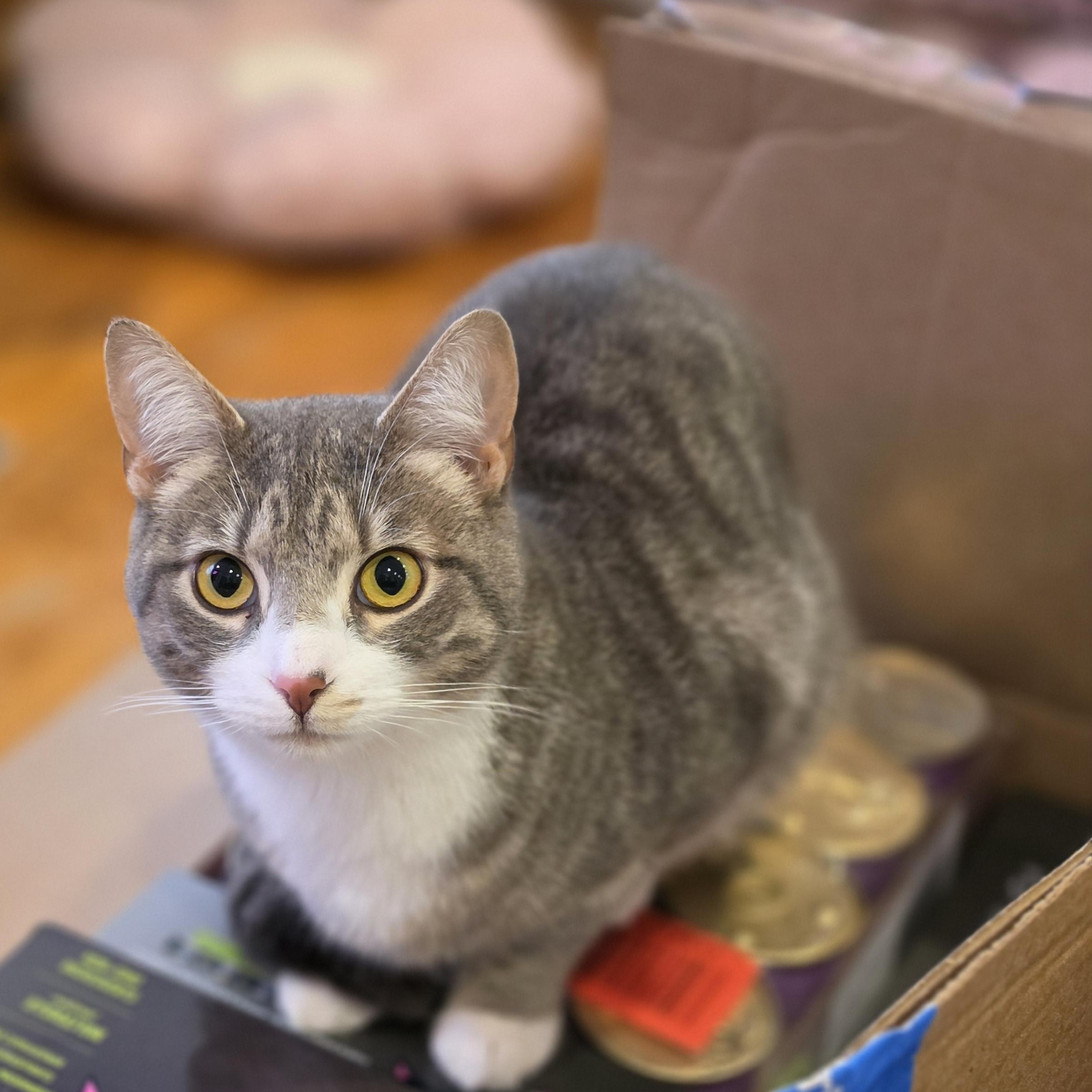 Sterling, ADOPTABLE, Young Male Domestic Short Hair.