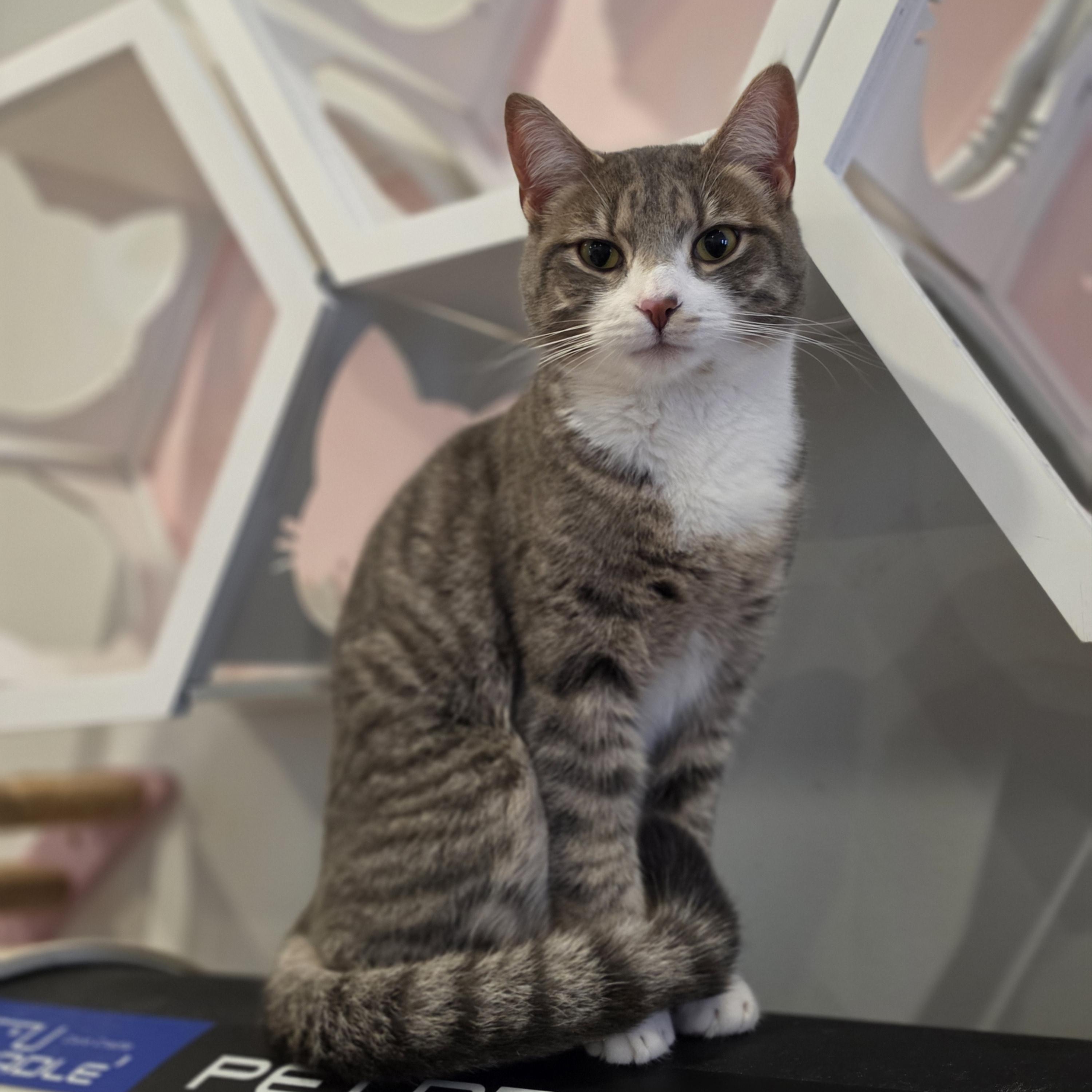 Sterling, a ADOPTABLE Domestic Short Hair in Philadelphia, PA image 4/6