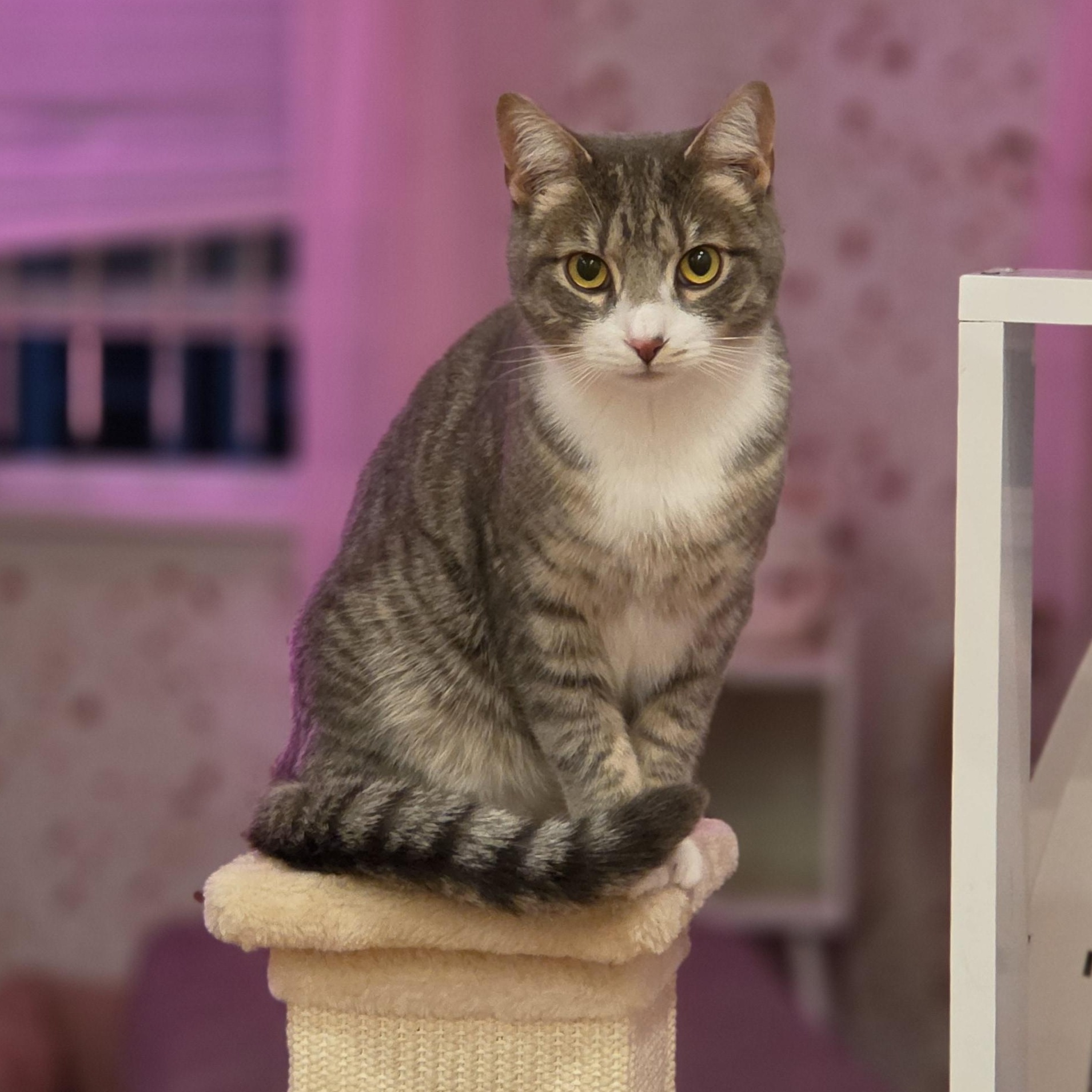 Sterling, a ADOPTABLE Domestic Short Hair in Philadelphia, PA image 2/6
