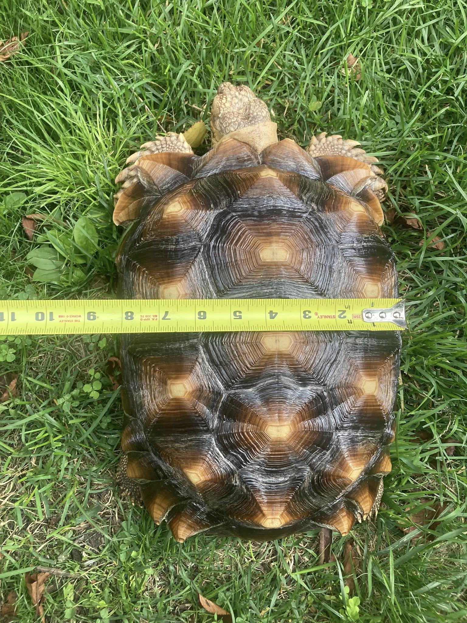 Enlarge Allen, a Adopted Sulcata in Palmerton, PA image 1/4