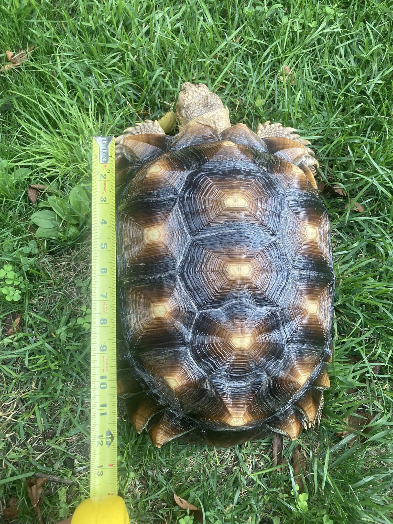 Enlarge Allen, a Adopted Sulcata in Palmerton, PA image 2/4