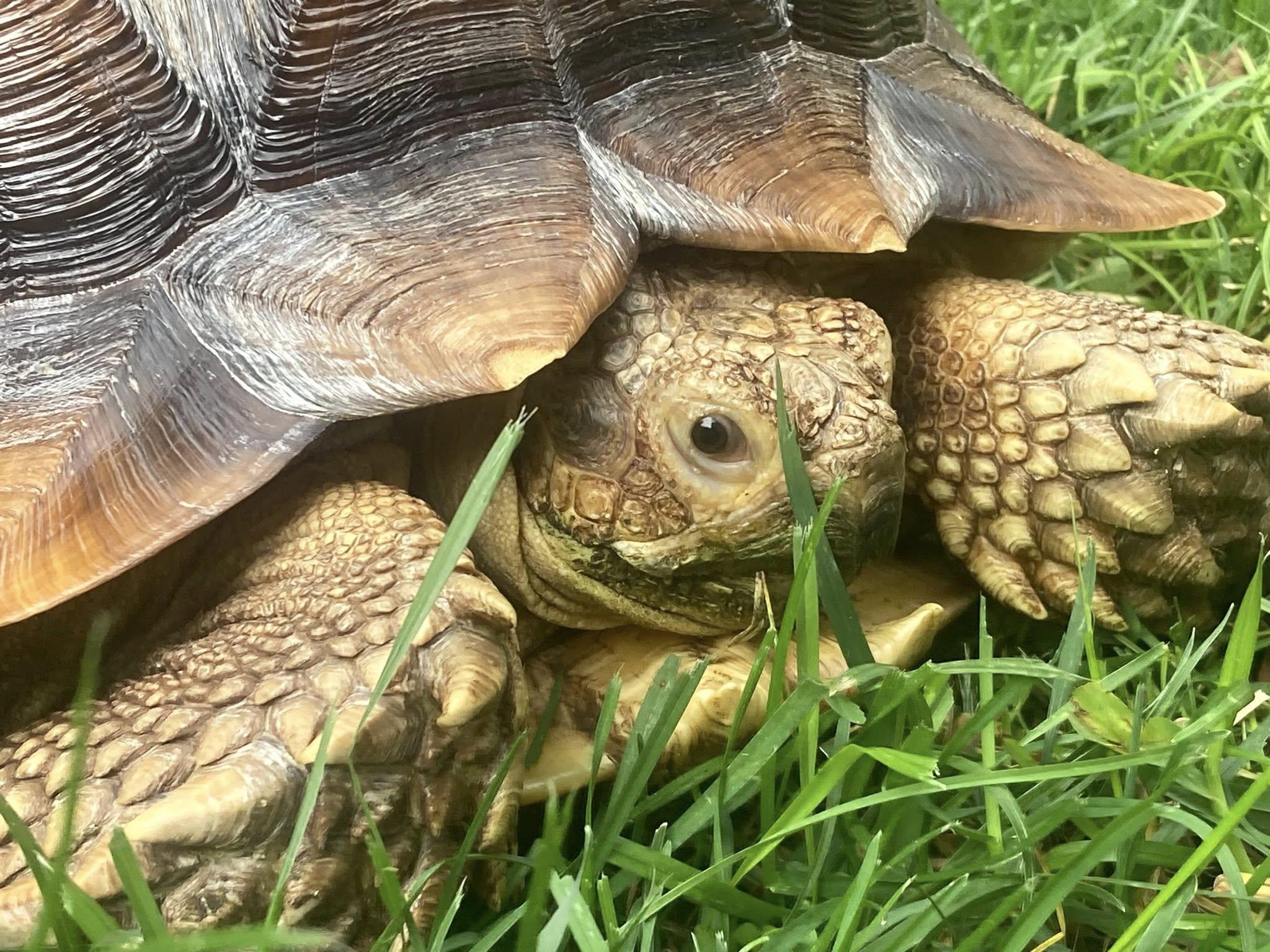 Enlarge Allen, a Adopted Sulcata in Palmerton, PA image 3/4