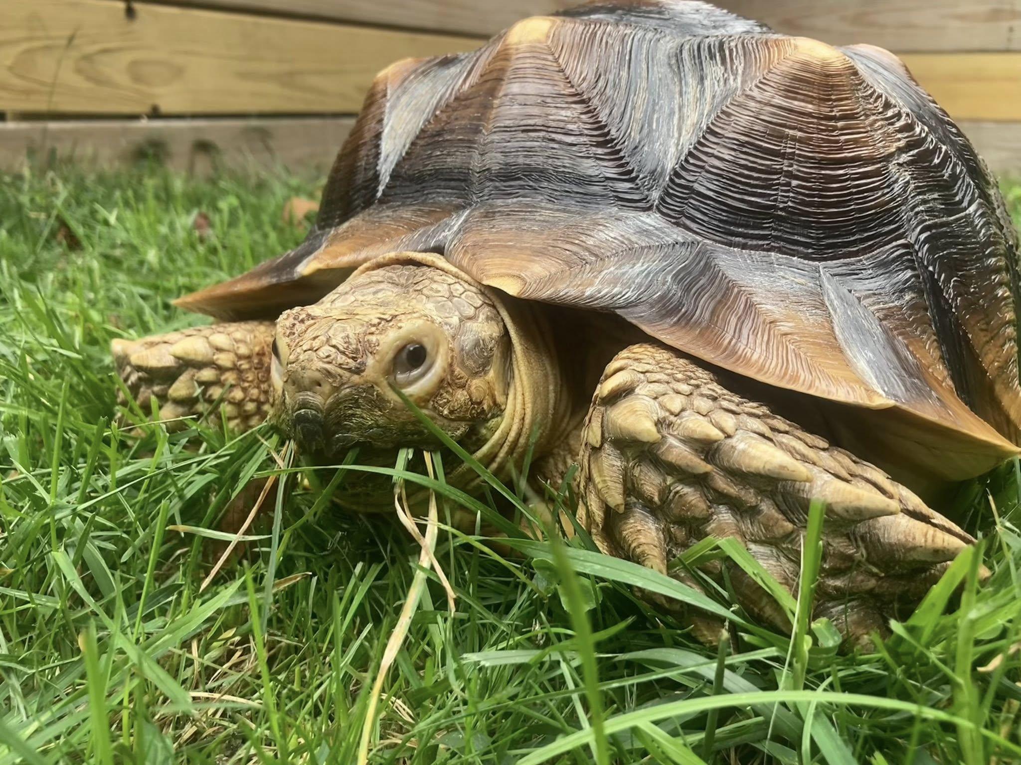Enlarge Allen, a Adopted Sulcata in Palmerton, PA image 4/4