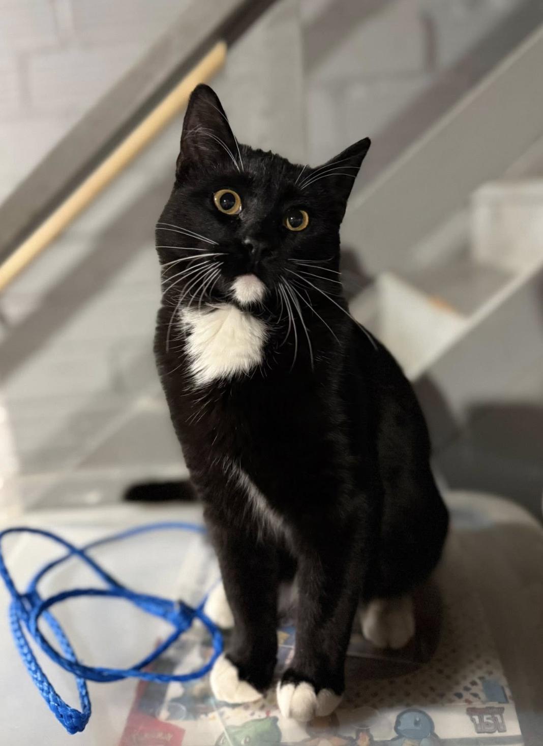 Enlarge George, a Adoptable Domestic Short Hair in Coralville, IA image 2/2