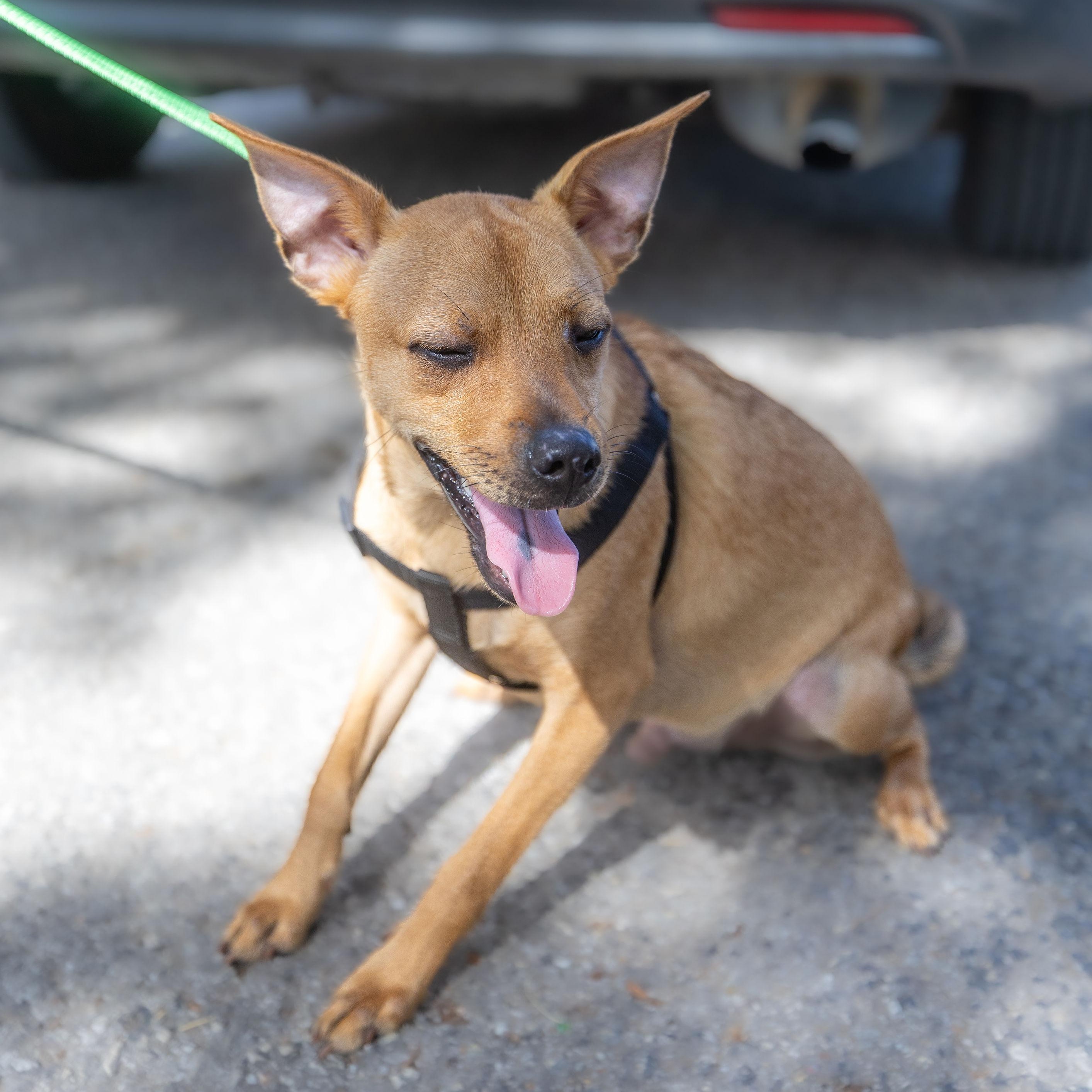 Dog for adoption - Negroni, a Terrier Mix in Cherry Hill Township , NJ ...