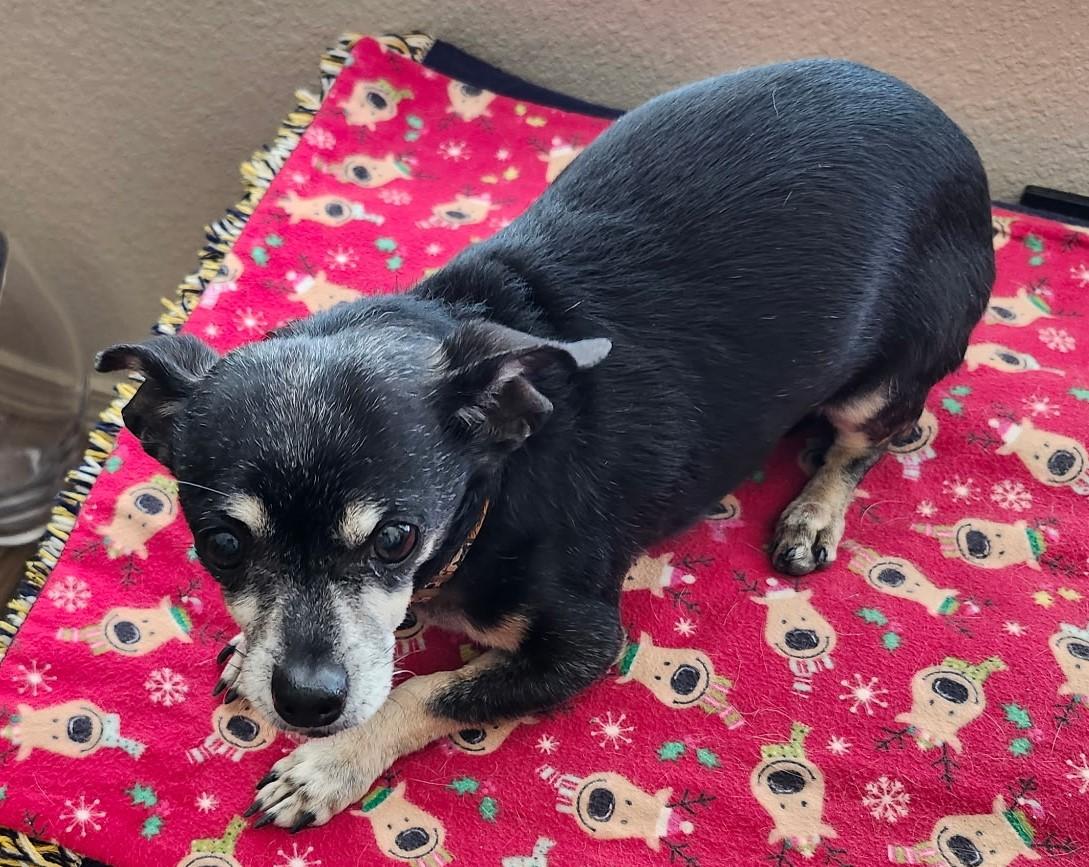 Enlarge Cooper, a ADOPTABLE mixed breed in Albuquerque, NM image 1/1