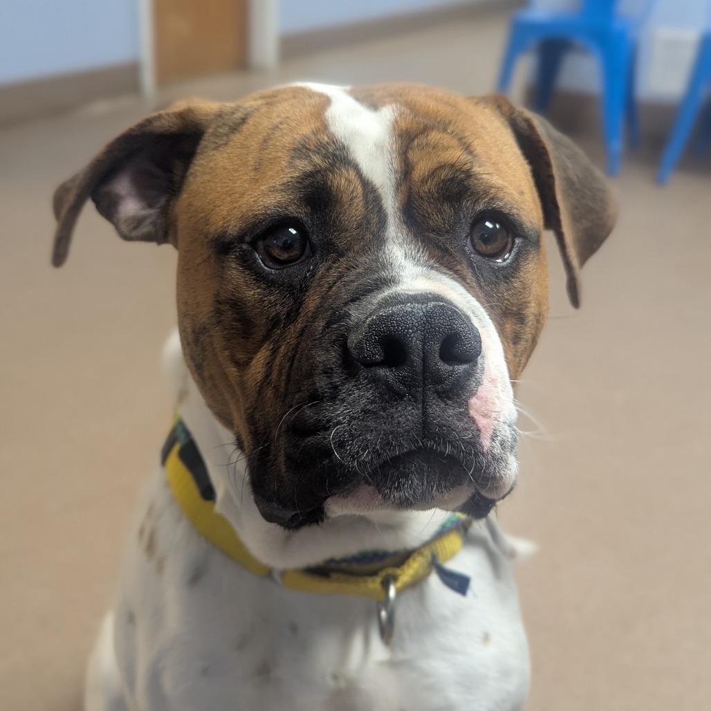 Bullfrog, Adoptable, Young Male Mixed Breed.