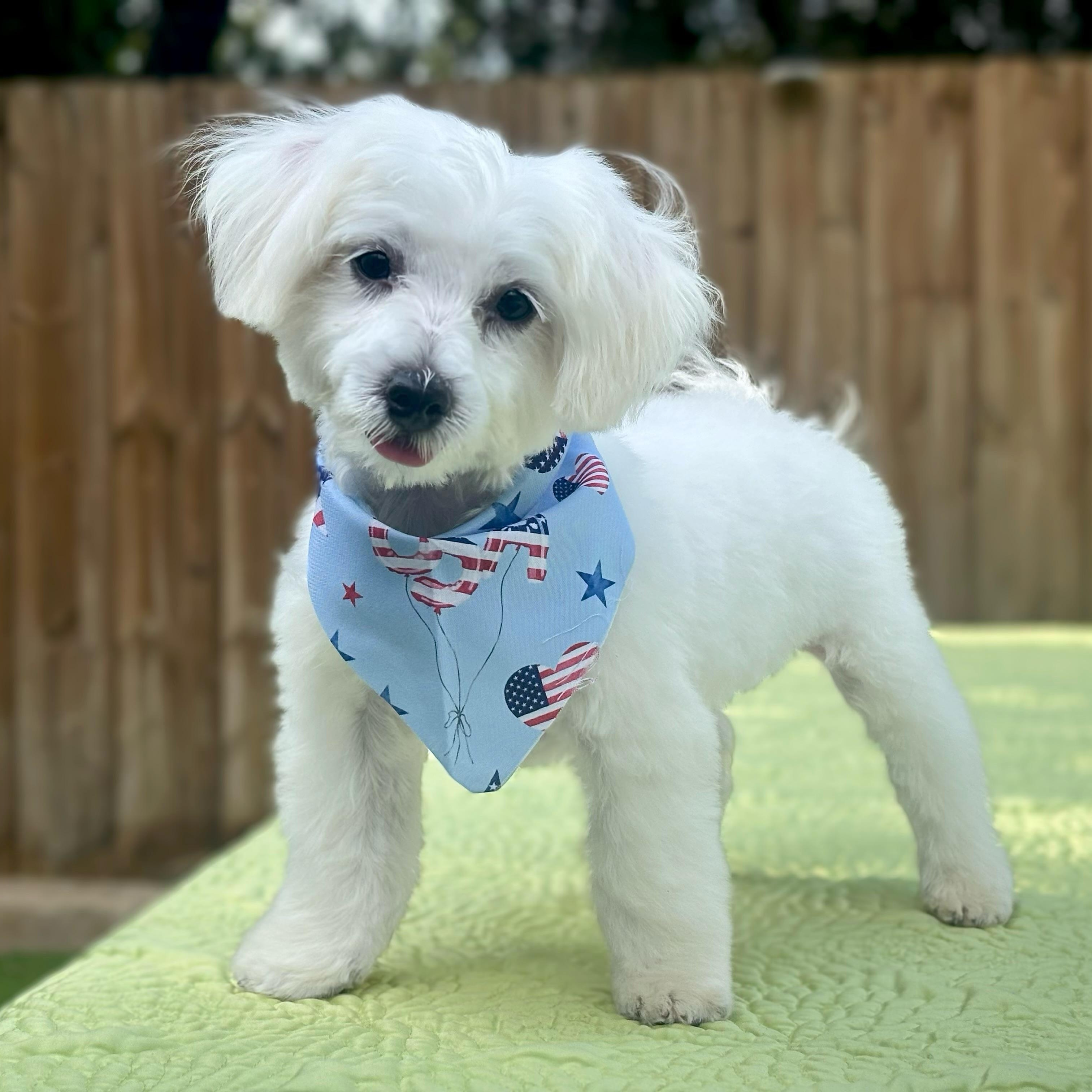 Enlarge Miles, an adopted Maltese in Fort Myers, FL image 1/1