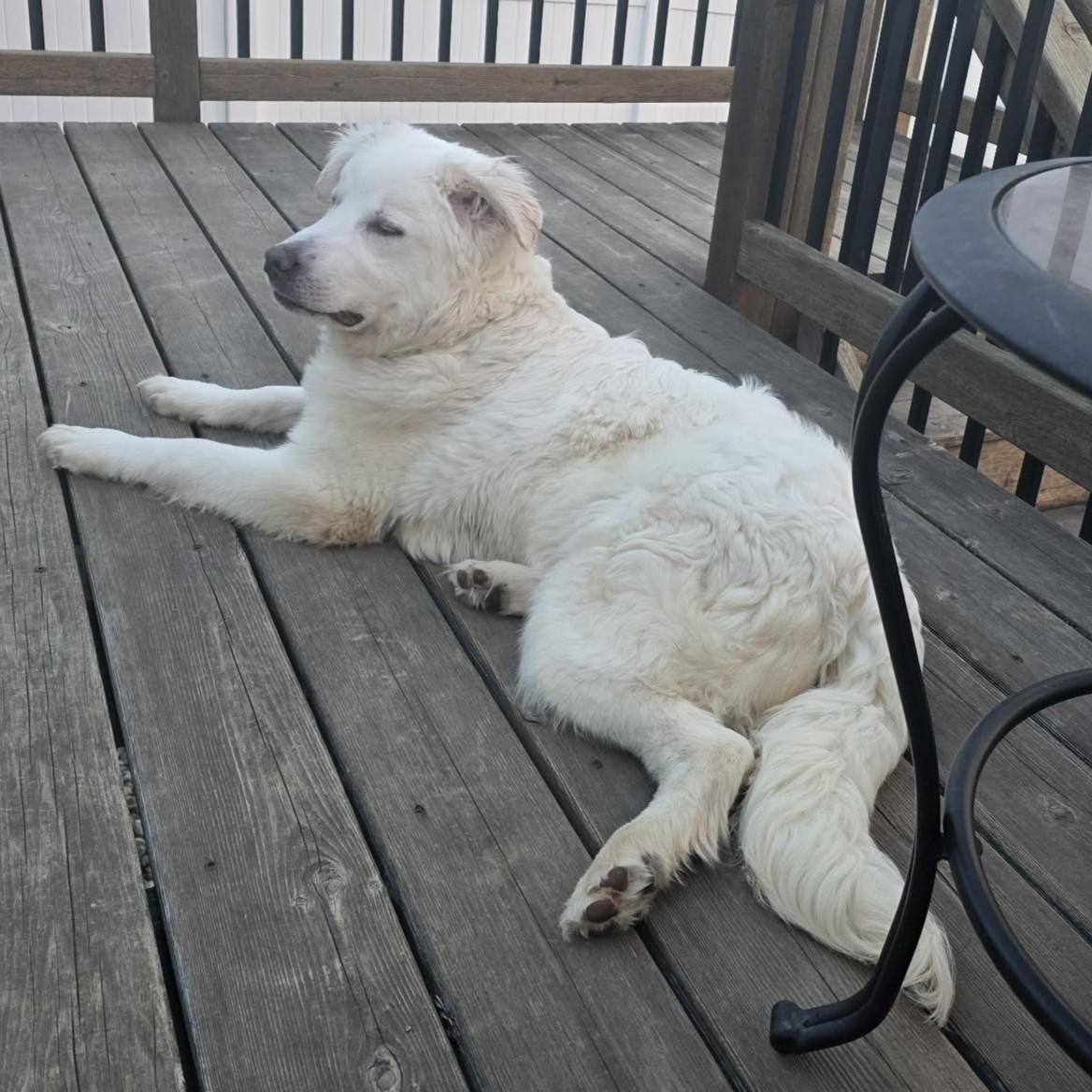 Enlarge Sundae, an adopted mixed breed in Grand Forks, ND image 1/2