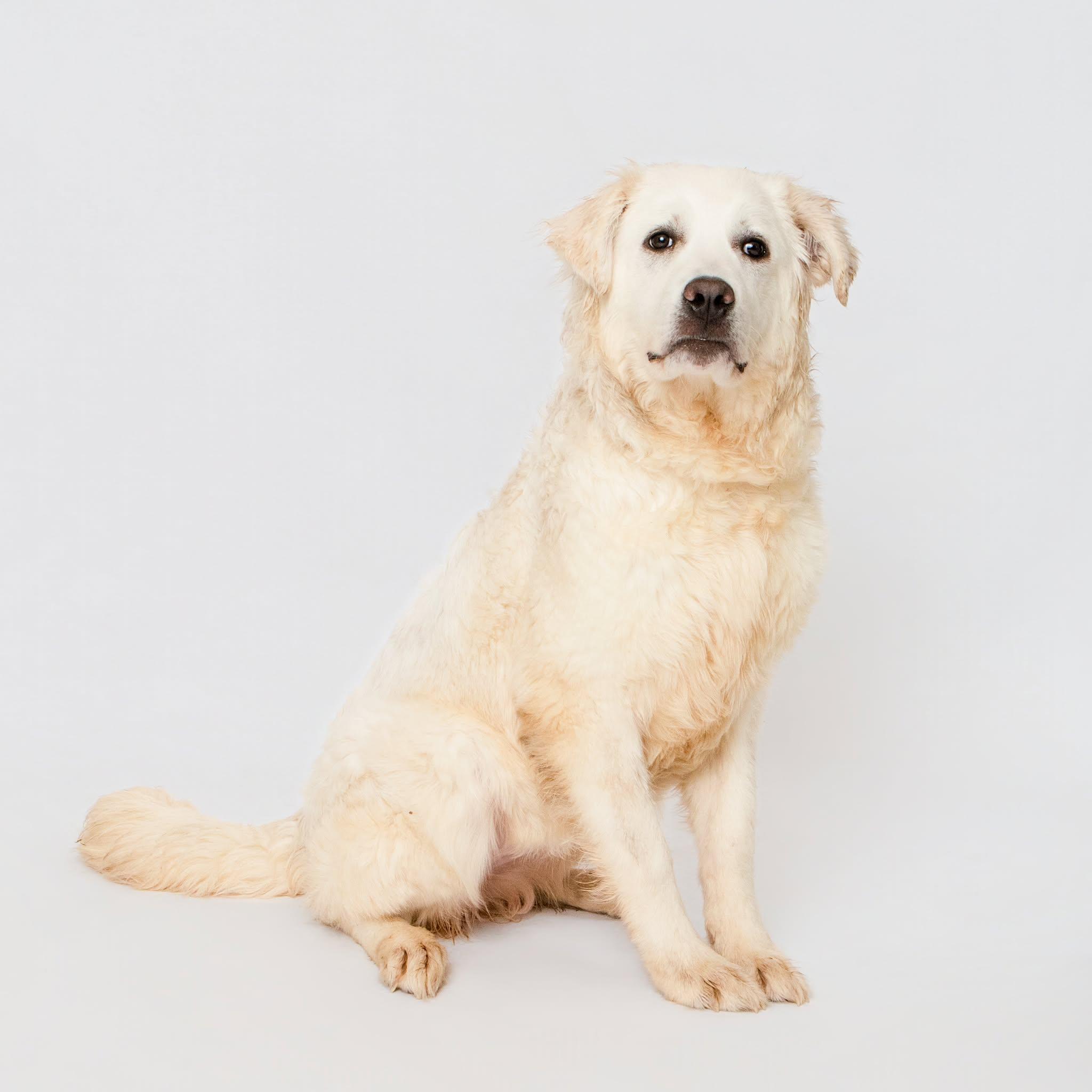 Enlarge Sundae, an adopted mixed breed in Grand Forks, ND image 2/2