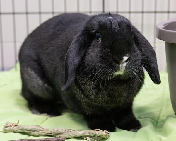 SPARKIE, Adoptable, Adult Male Bunny Rabbit.