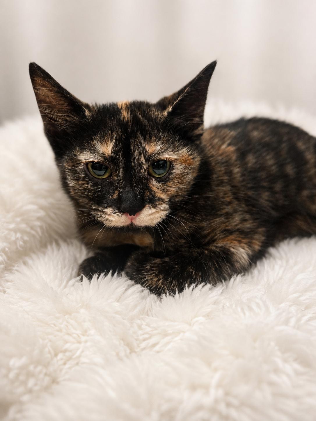 Enlarge Bonnie, a ADOPTABLE Domestic Short Hair in Joliet, IL image 1/1