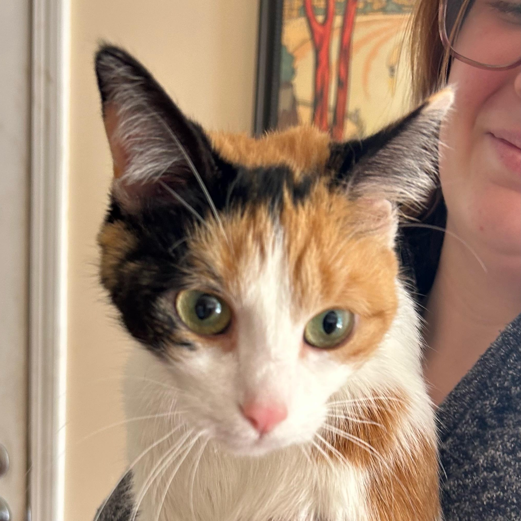 Stella, ADOPTABLE, Kitten Female Calico.