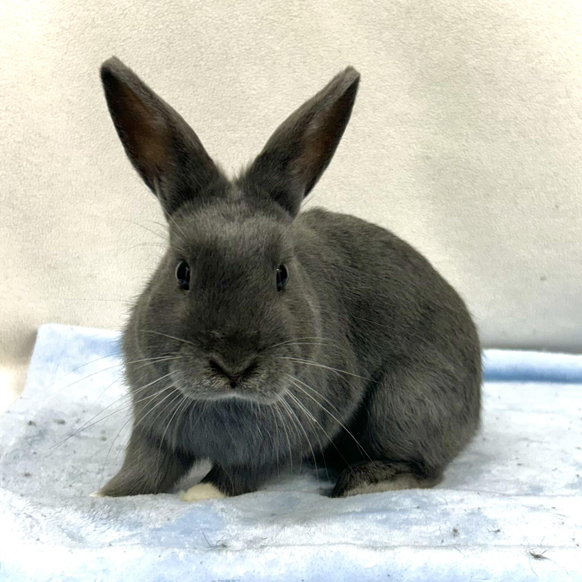 Enlarge Ryland, a Adoptable mixed breed in Edgewood, MD image 1/6