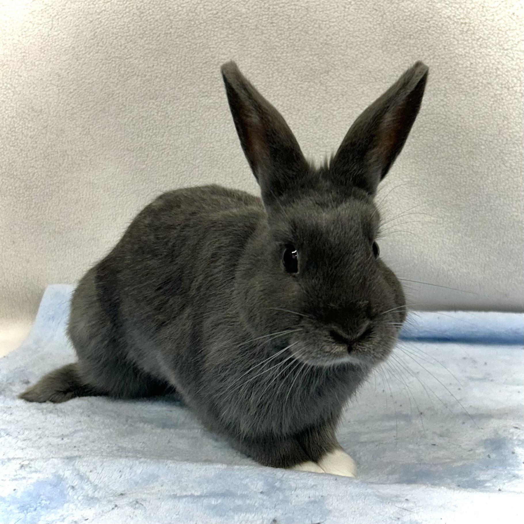Enlarge Ryland, a Adoptable mixed breed in Edgewood, MD image 3/6