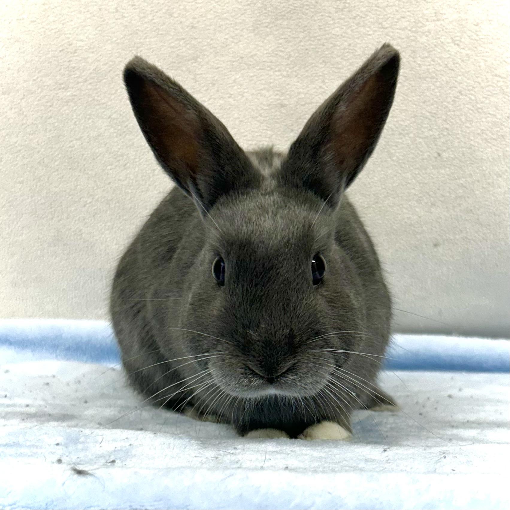 Enlarge Ryland, a Adoptable mixed breed in Edgewood, MD image 2/6