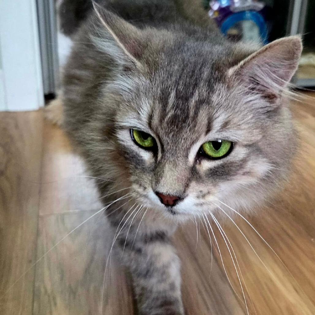 Fluffy, Adoptable, Young Female Domestic Medium Hair.