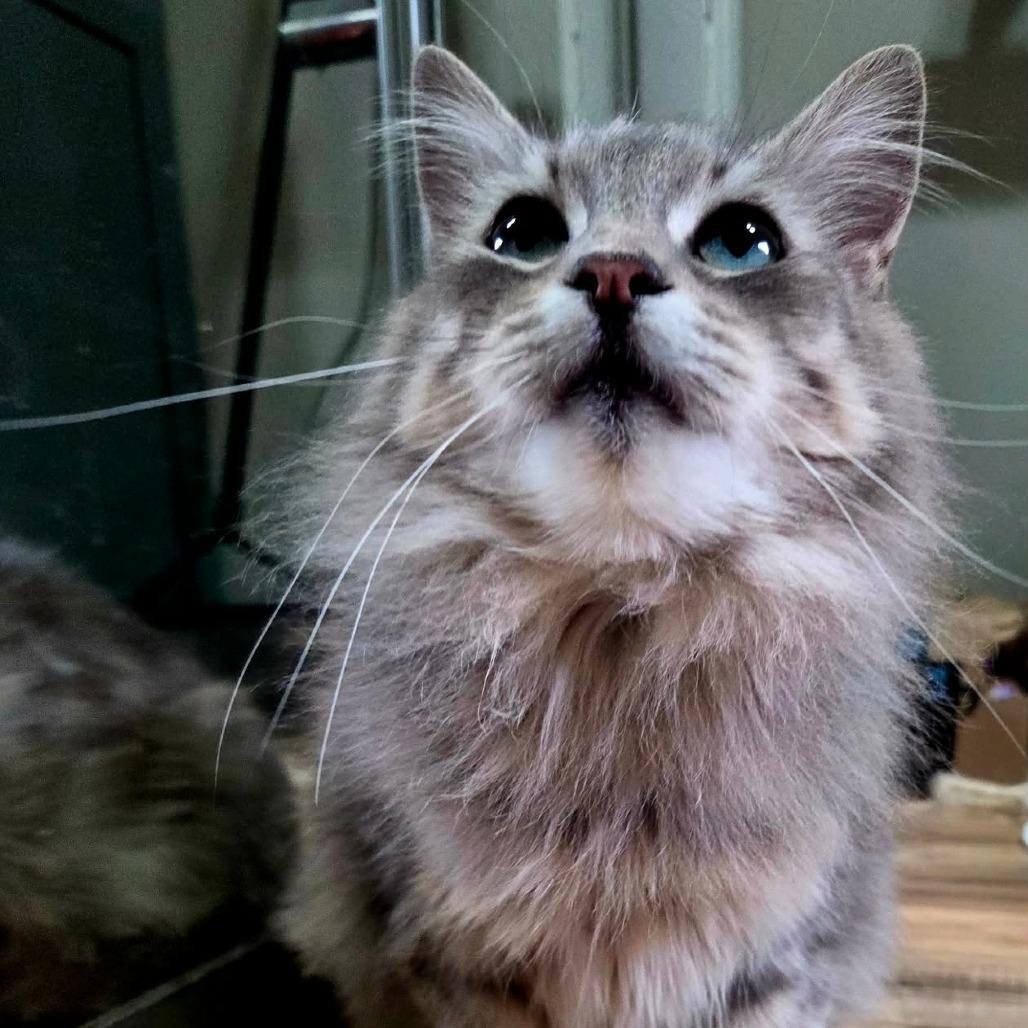 Enlarge Fluffy, a Adoptable Domestic Medium Hair in Maple Falls, WA image 2/6