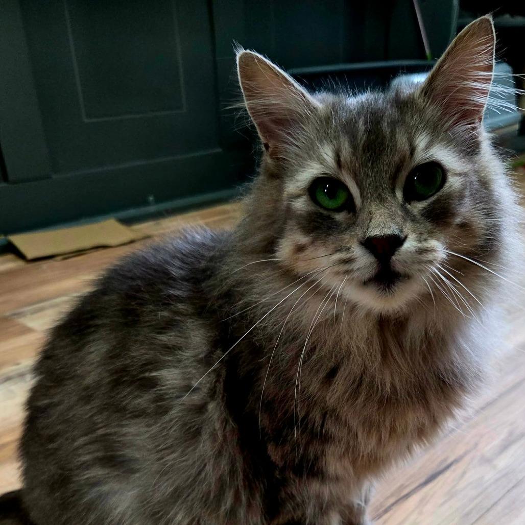 Enlarge Fluffy, a Adoptable Domestic Medium Hair in Maple Falls, WA image 3/6