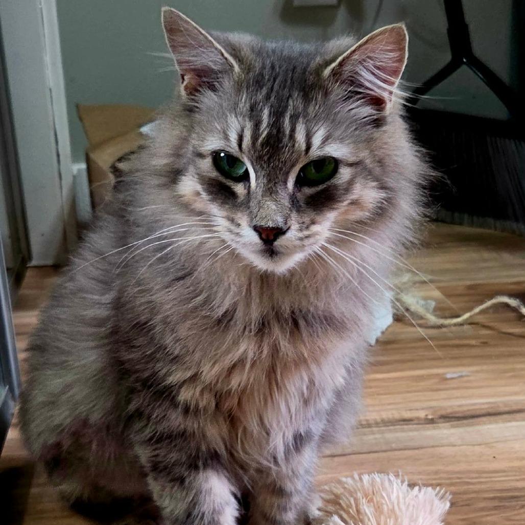 Enlarge Fluffy, a Adoptable Domestic Medium Hair in Maple Falls, WA image 4/6