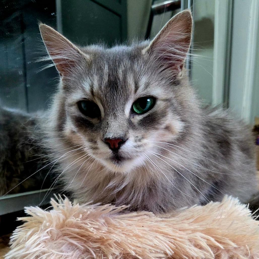 Enlarge Fluffy, a Adoptable Domestic Medium Hair in Maple Falls, WA image 5/6