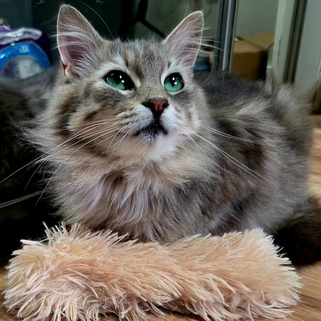 Enlarge Fluffy, a Adoptable Domestic Medium Hair in Maple Falls, WA image 6/6