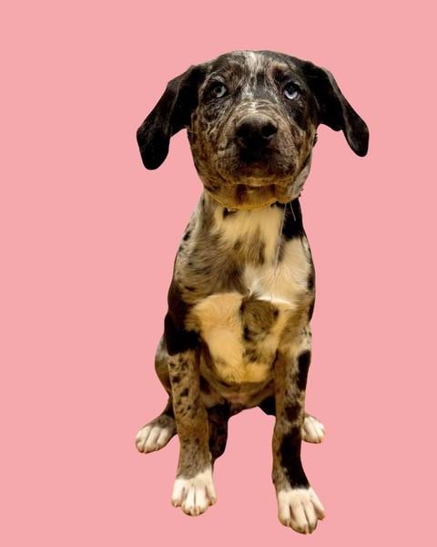 Enlarge 125-26, an adopted mixed breed in Brighton, CO image 1/1