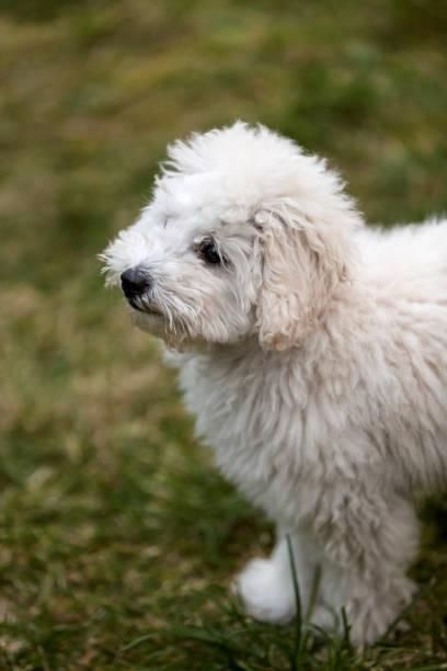 Gianni, ADOPTABLE, Adult Male Cockapoo & Mixed Breed.