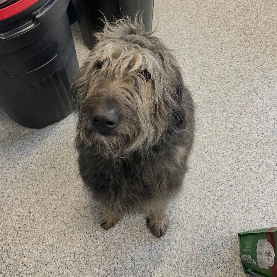 Enlarge Mable, an adoptable mixed breed in Prineville, OR image 1/5