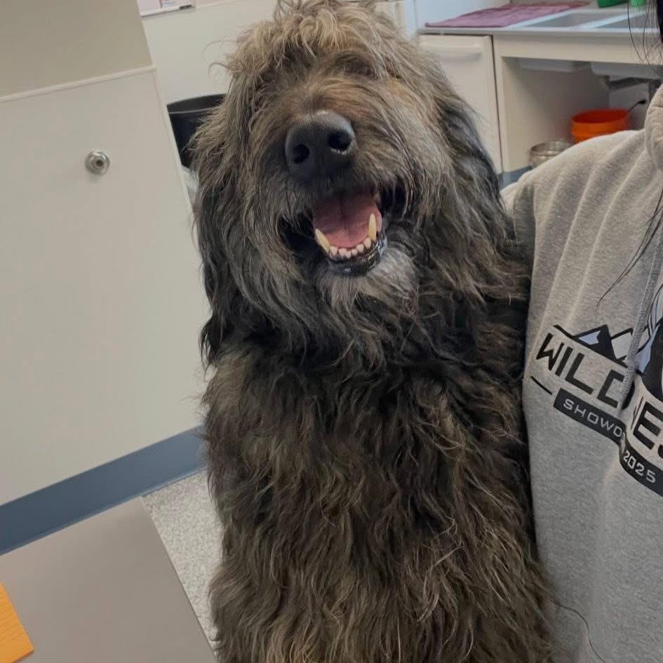 Enlarge Mable, an adoptable mixed breed in Prineville, OR image 2/5