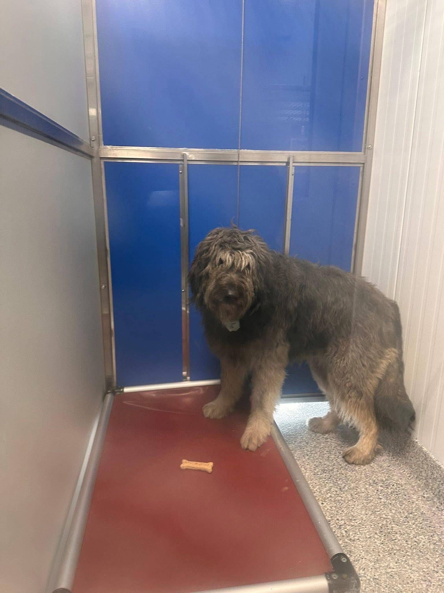 Enlarge Mable, an adoptable mixed breed in Prineville, OR image 3/5