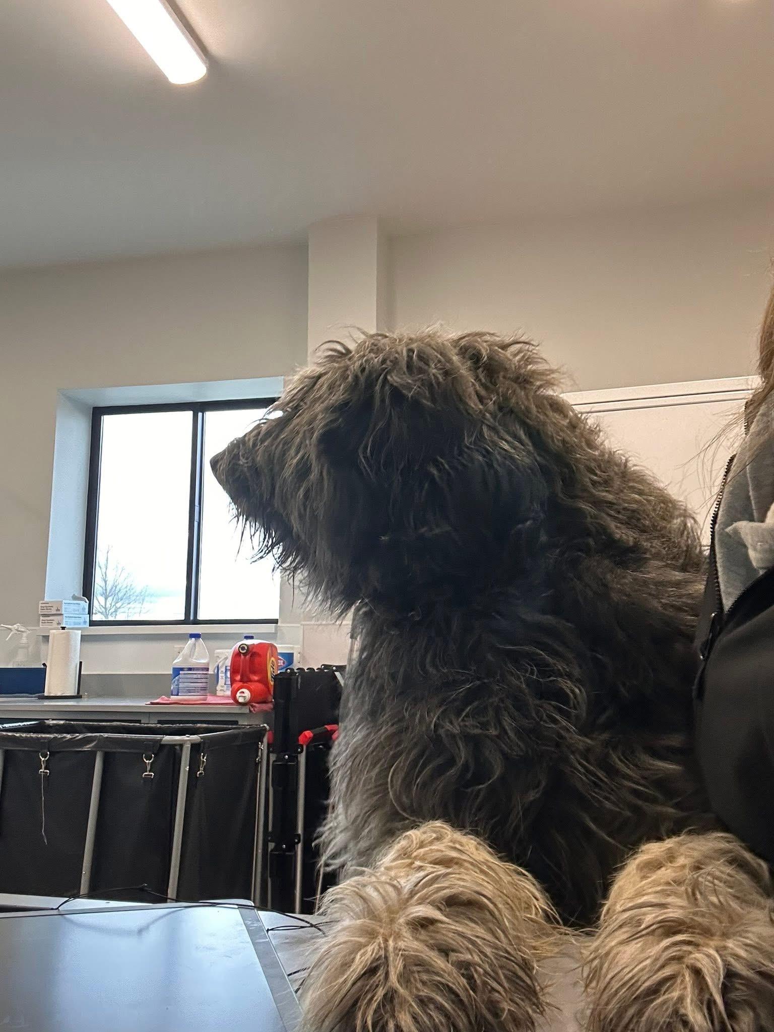 Enlarge Mable, an adoptable mixed breed in Prineville, OR image 4/5