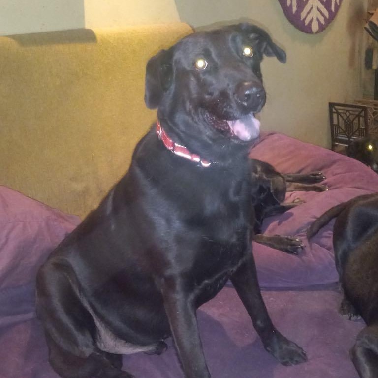 Jacob, a Adoptable Black Labrador Retriever in North Jackson, OH image 3/4