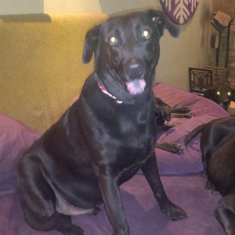 Jacob, Adoptable, Adult Male Black Labrador Retriever.