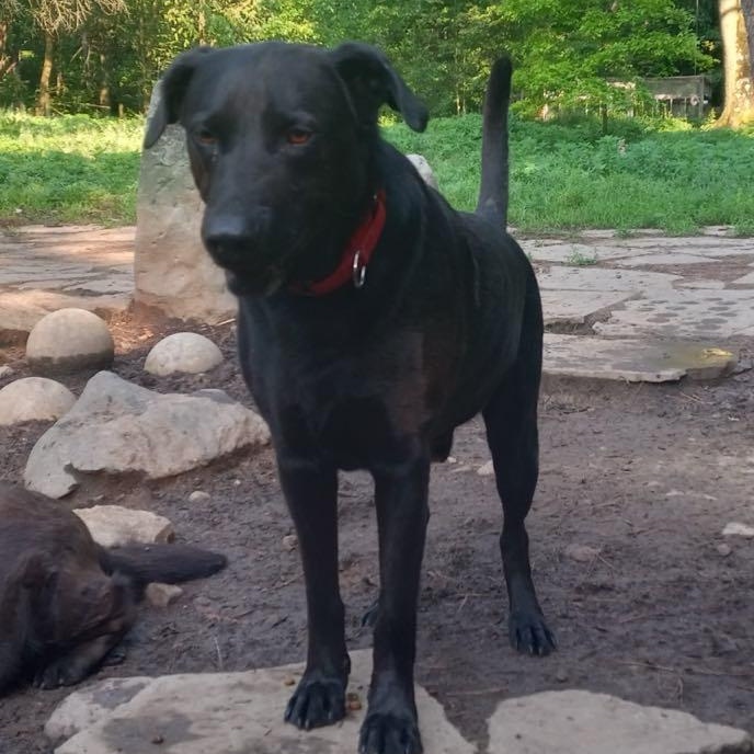 Jacob, a Adoptable Black Labrador Retriever in North Jackson, OH image 4/4