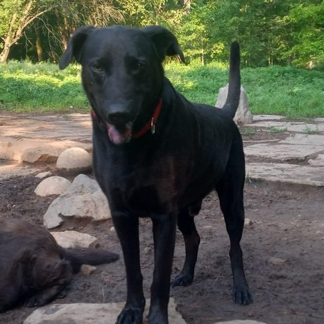Jacob, a Adoptable Black Labrador Retriever in North Jackson, OH image 2/4