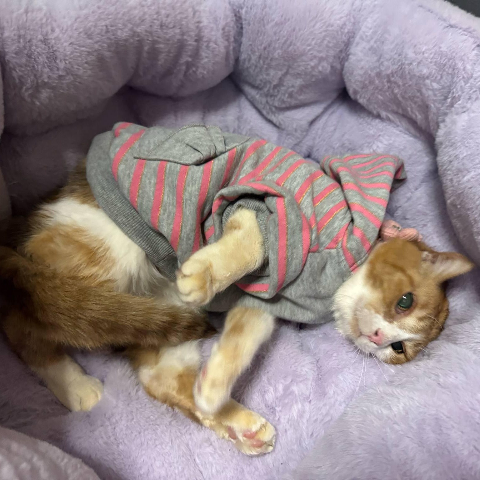 Mama, a Adoptable Domestic Short Hair in Chicago, IL image 2/6