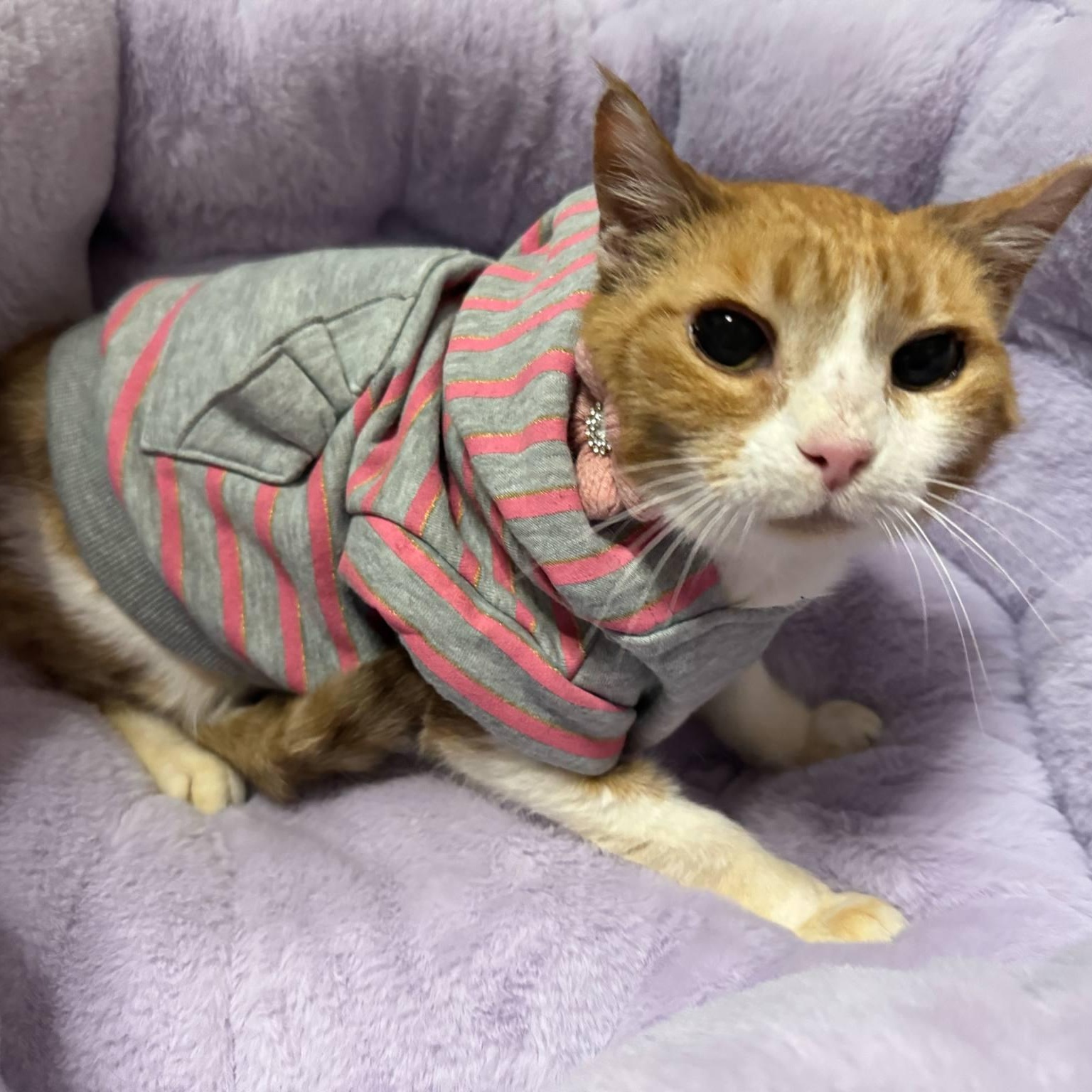 Mama, a Adoptable Domestic Short Hair in Chicago, IL image 6/6