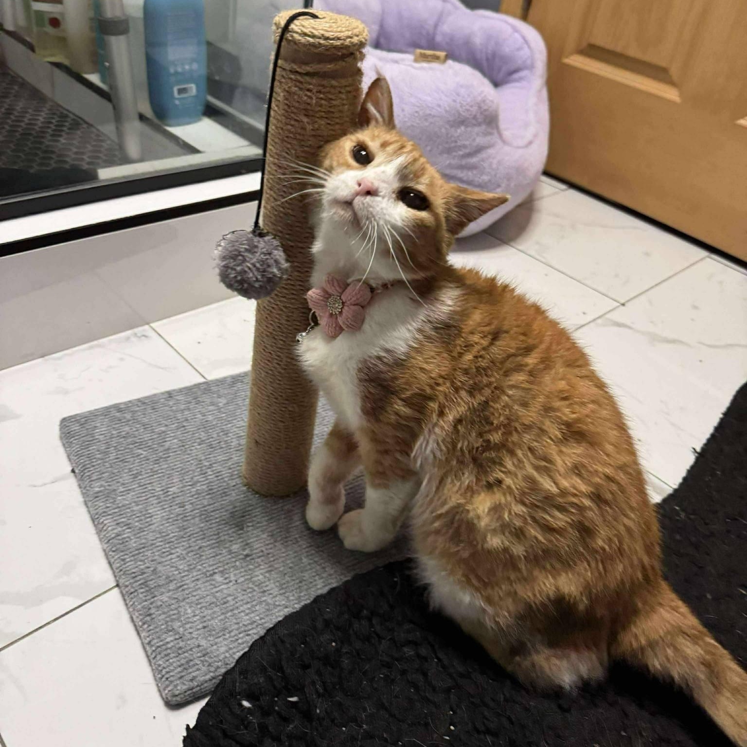 Mama, a Adoptable Domestic Short Hair in Chicago, IL image 1/6