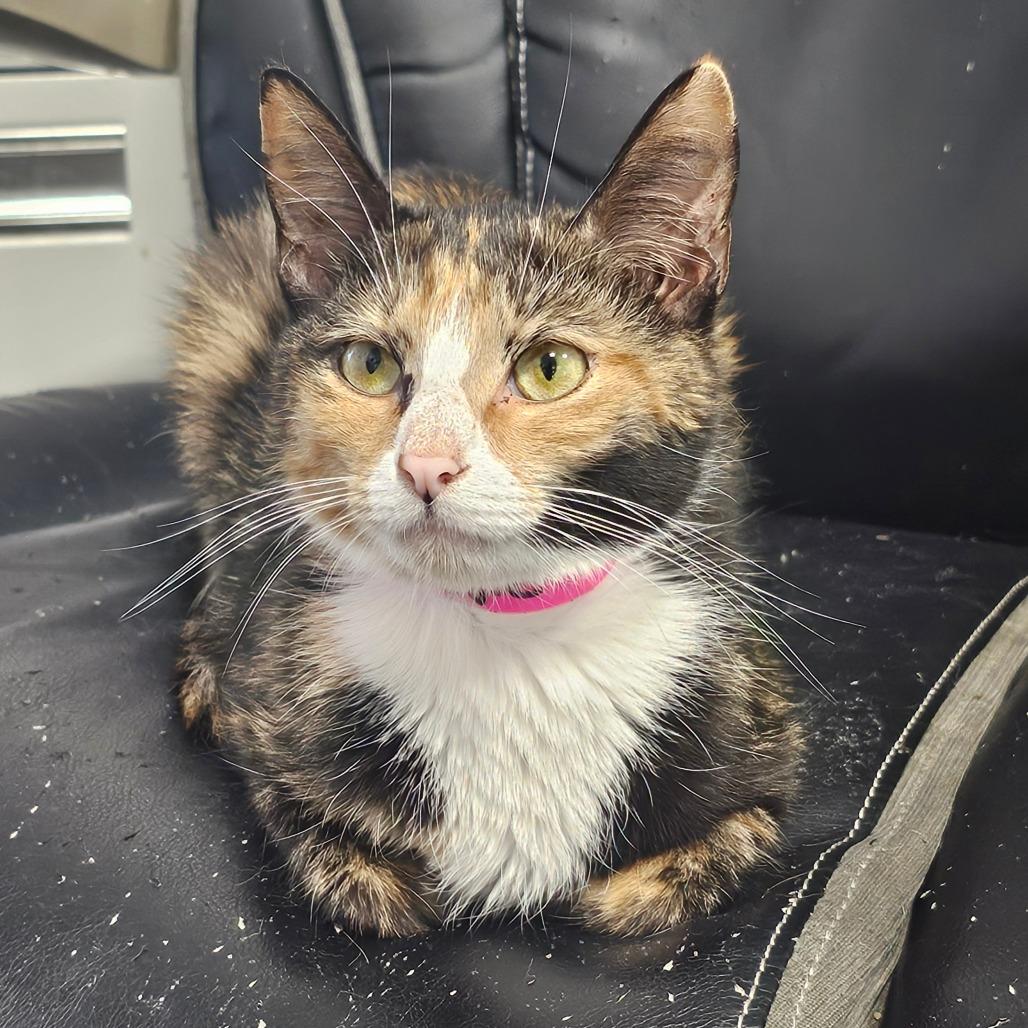 Maggie, Adoptable, Adult Female Domestic Short Hair.