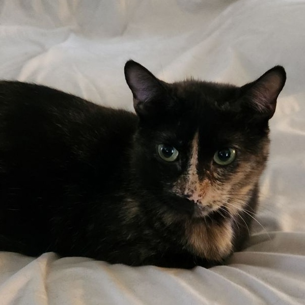 Dixie, an adoptable Calico in Washington, IN_image-1