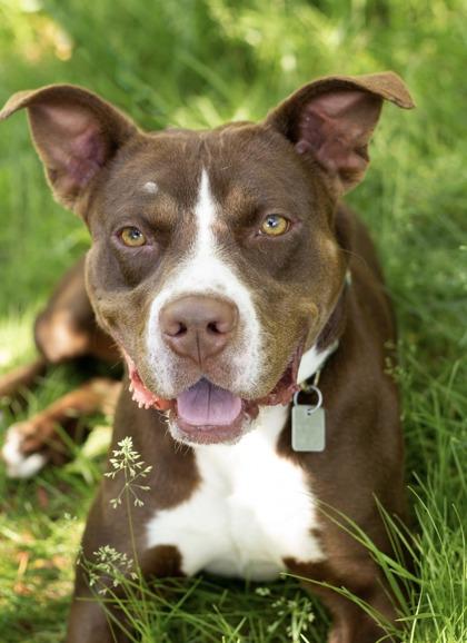 Rover- In Foster Home, a ADOPTABLE Mixed Breed in Hamilton, OH image 4/6