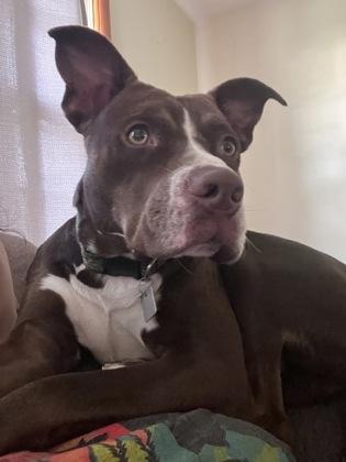 Rover- In Foster Home, a ADOPTABLE Mixed Breed in Hamilton, OH image 6/6
