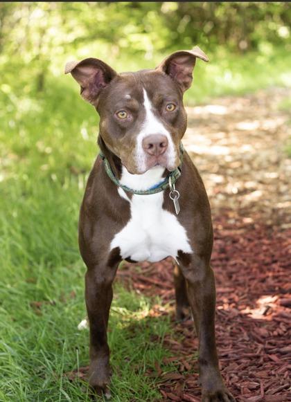 Rover- In Foster Home, a ADOPTABLE Mixed Breed in Hamilton, OH image 3/6